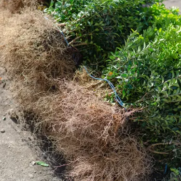 Hæk af barrodsplanter?  